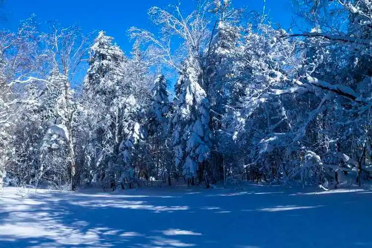 老里克湖的林海雪原