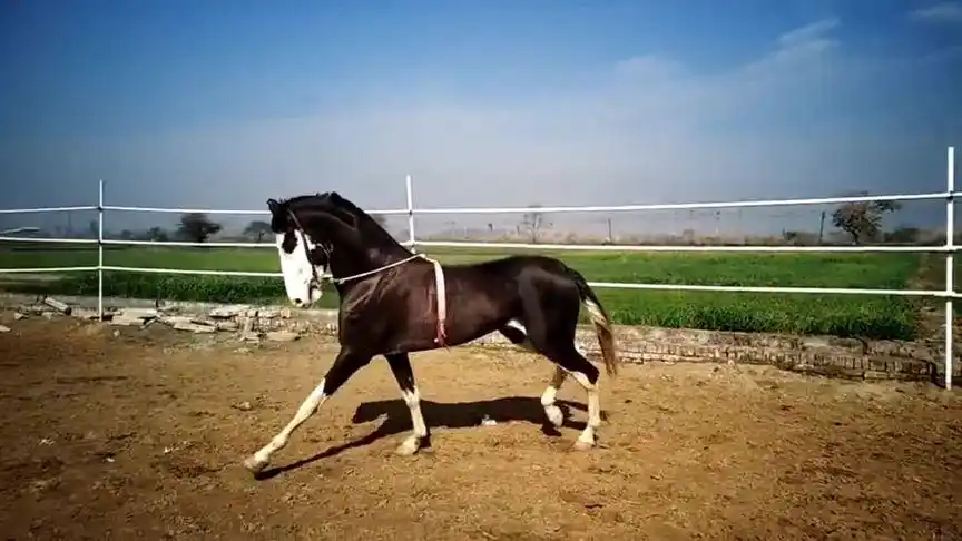 印度的国宝 马瓦里马
