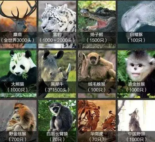 教育幼儿园【成长课堂】科学篇——保护野生动物就是保护我自己.