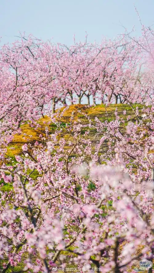 春游季##江淮果岭桃花开六松合作迎客来##九十里山水画廊