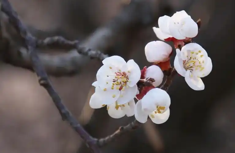 春天不写字,早做看花人(之杏花)