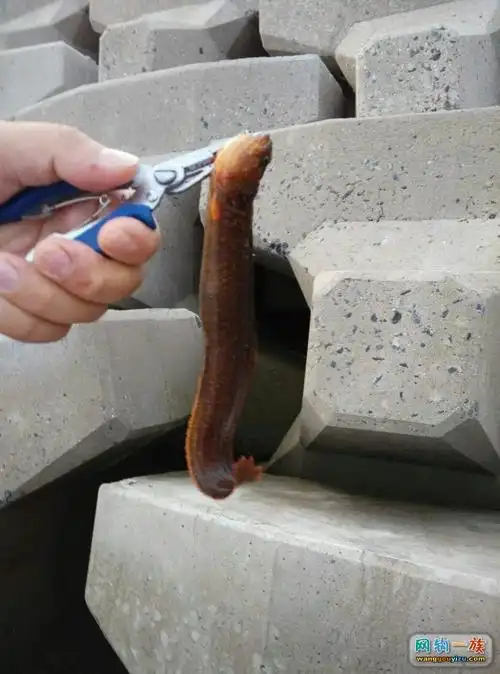 大连钓鱼网钩一族_路亚海钓 - powered by discuz!