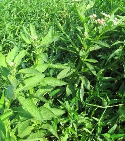 它被称为"百草之王",路边常见,摘回家泡茶喝,抑制病毒防感冒__财经