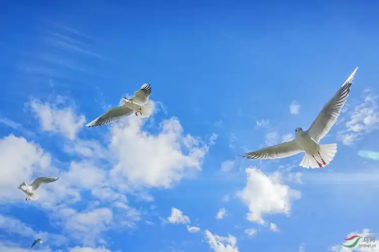 海鸥在蓝天上飞翔