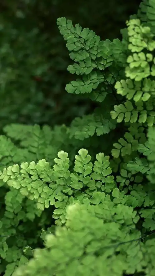 绿色植物护眼锁屏,高清图片,手机锁屏桌面-壁纸族