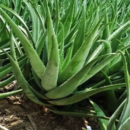 谁不能看看我的这个芦荟是什么品种