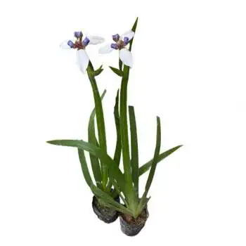 巴西鸢尾兰阳台庭院盆栽巴西鸢尾兰花玉蝴蝶易养活植物四季常绿10棵不