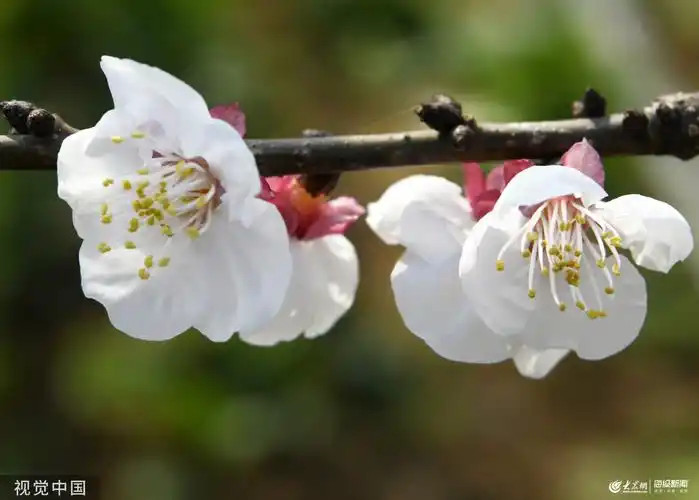枣庄洁白杏花枝头飘香引得蜜蜂停落采蜜