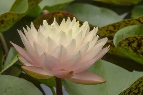 【首发】五彩莲花(一)