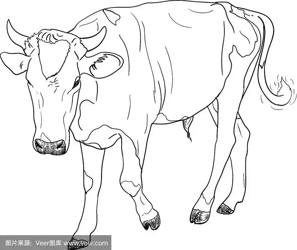 黑色和白色的公牛向量