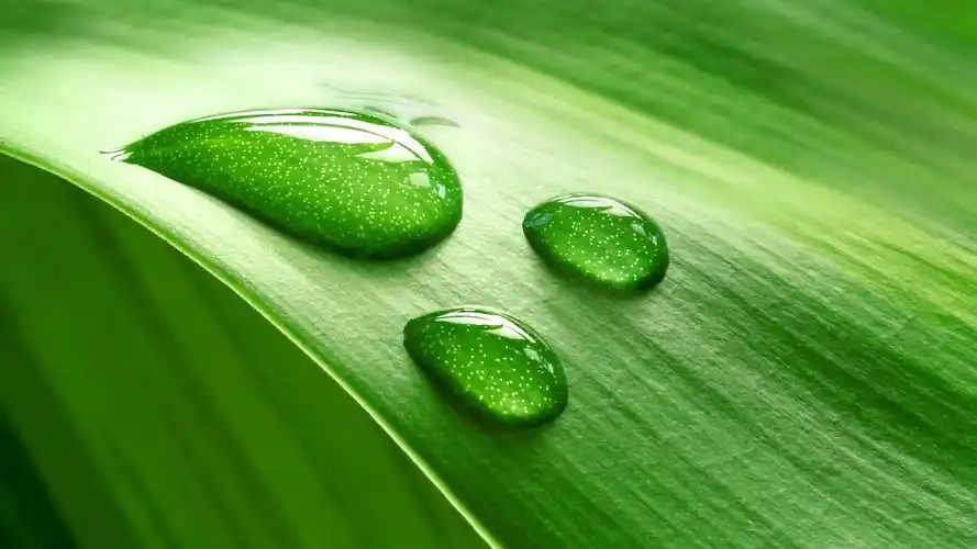 护眼壁纸【465】壁纸是一款电脑壁纸,属于小清新分类