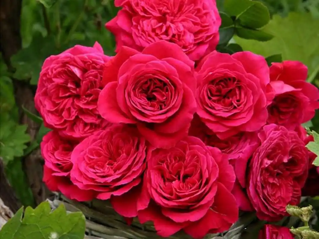 月季花中的"母亲花"—皇家胭脂.