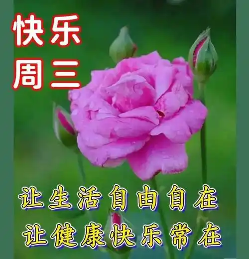 原创7月27日星期三清晨早上好问候祝福动态表情图片周三最新早安问候