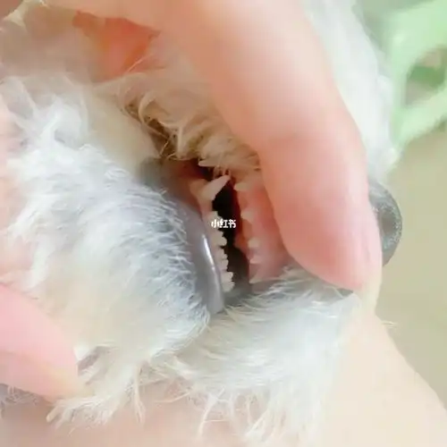 比熊这小牙齿啥时候开始掉