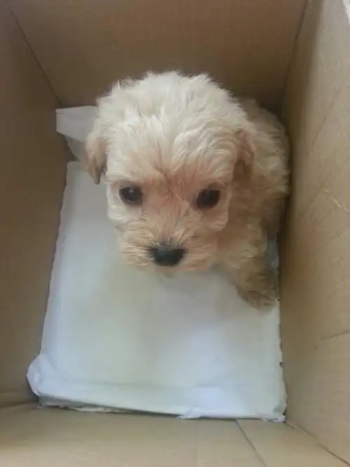 围观,大家帮我看看我家的泰迪怎么样,一个月大