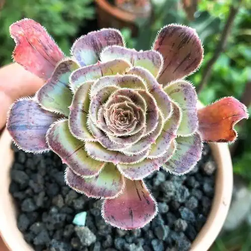 黑法师·拉丝锦