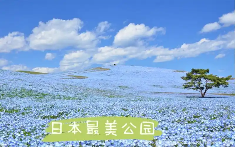 中日夫妻日本最火网红打卡圣地