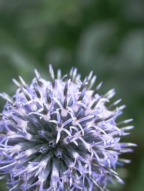 78蓝刺头属echinops