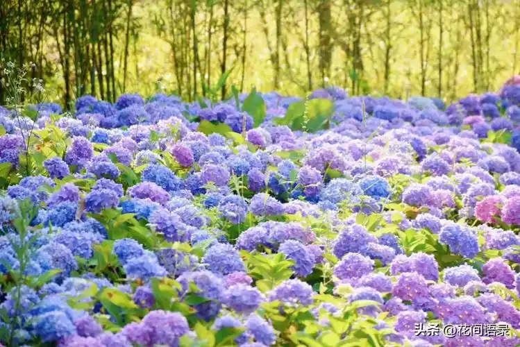 种在院子里的绣球花美如仙境