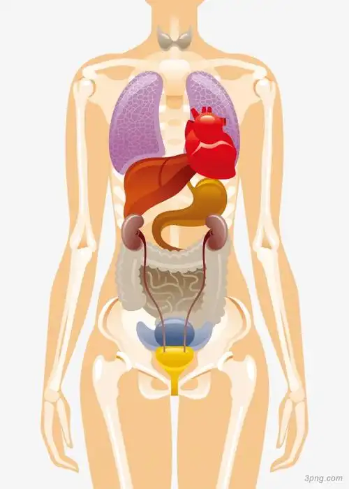 矢量人体器官下载png素材透明免抠图片-动植人物