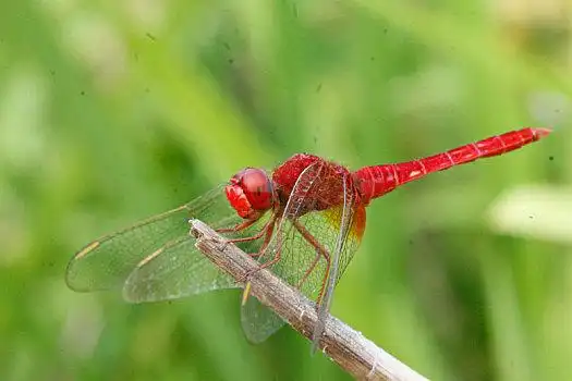 红蜻蜓图片