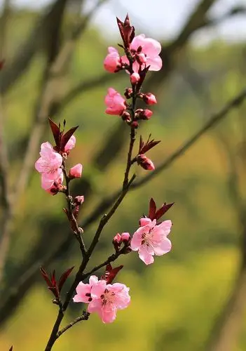 【桃花摄影图片】生态摄影_太平洋电脑网摄影部落