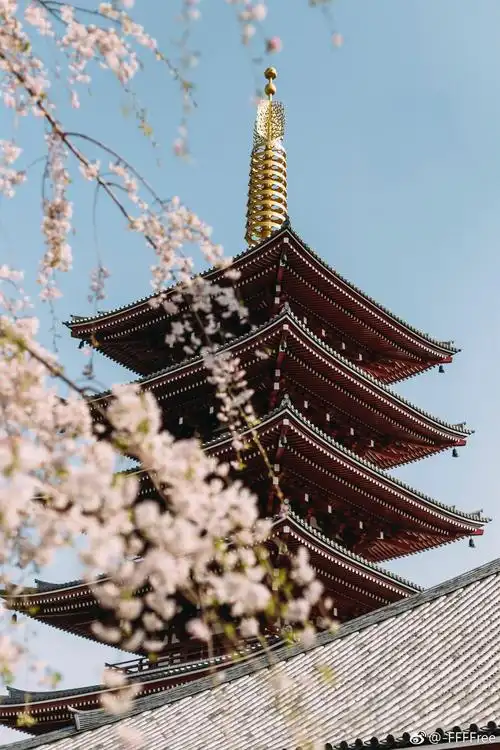 桃花 楼塔 屋檐 古风 建筑 高清可私戳 or ffffree公