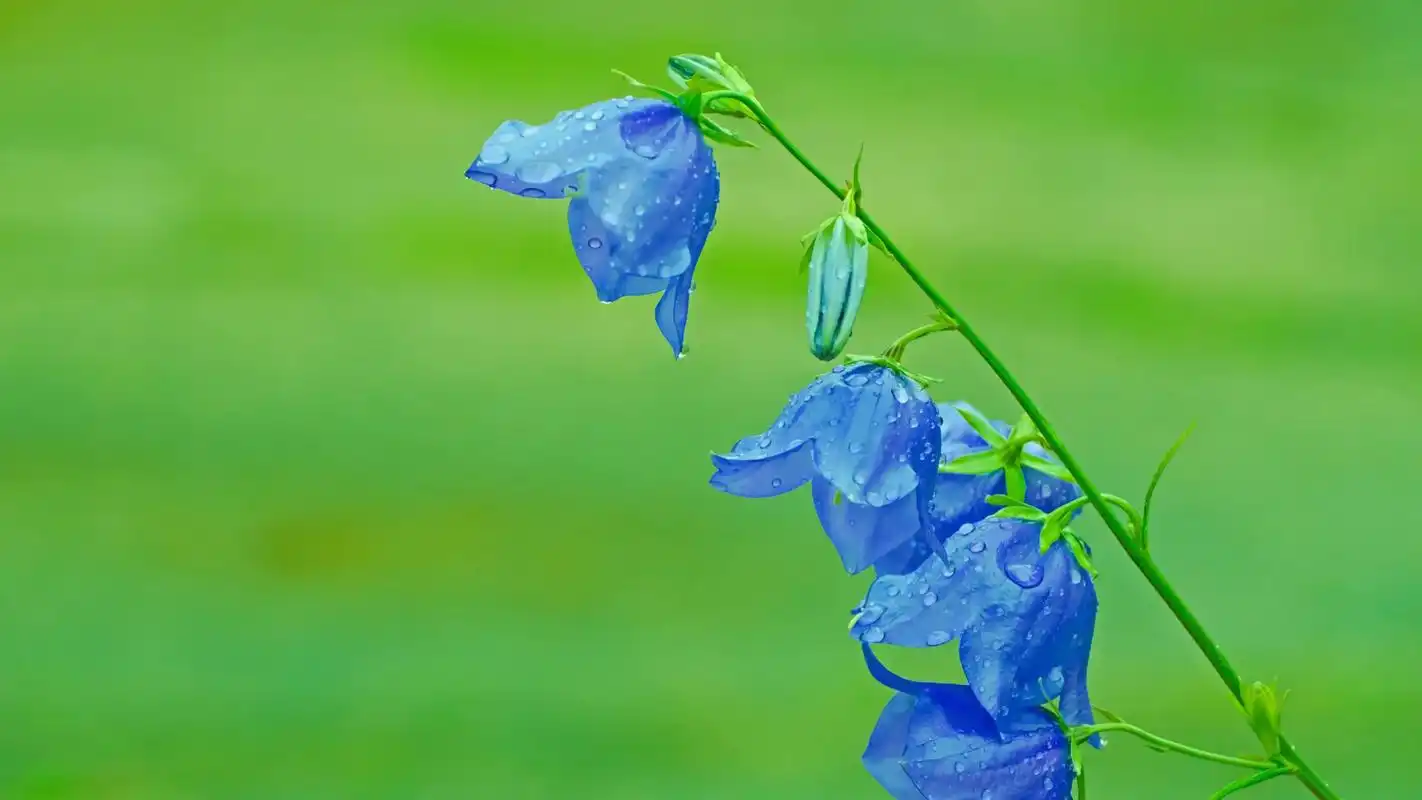 绿色清新护眼的植物摄影图片高清宽屏桌面壁纸.
