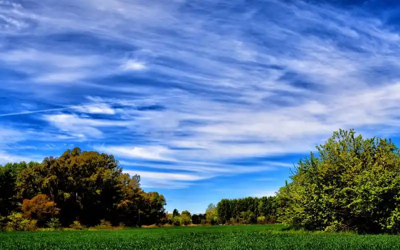 首页 自然和风景 夏天 蓝天,树,领域,夏天 壁纸 / 2560x1600 壁纸下载