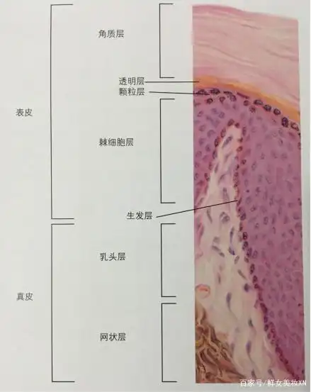 你知道皮肤分为几层吗?你了解自己的肤质吗?