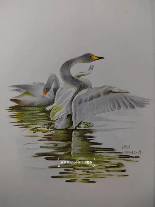 彩铅画铅笔头画两只白天鹅步骤色号