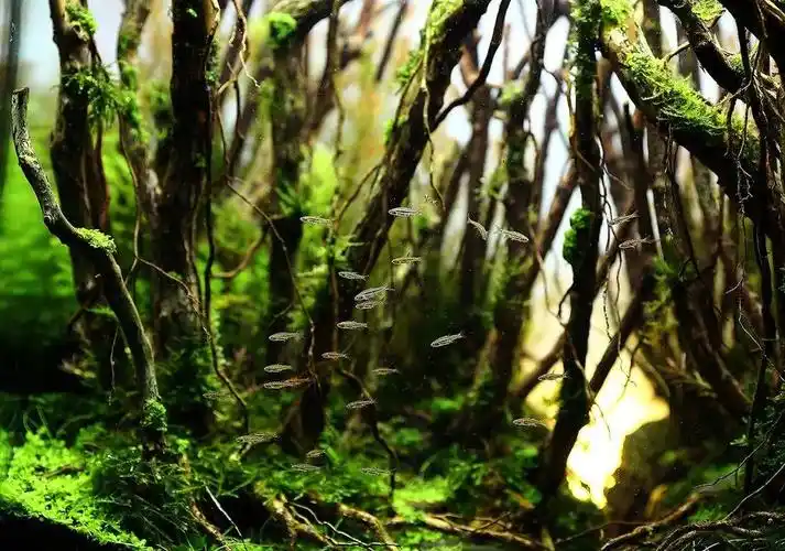 树枝藤条水草缸造景图片集欣赏