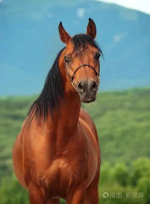 海湾阿拉伯种马在山背景
