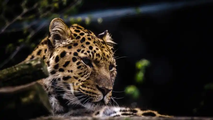 壁纸 豹子面孔特写镜头,掠食性动物,大猫