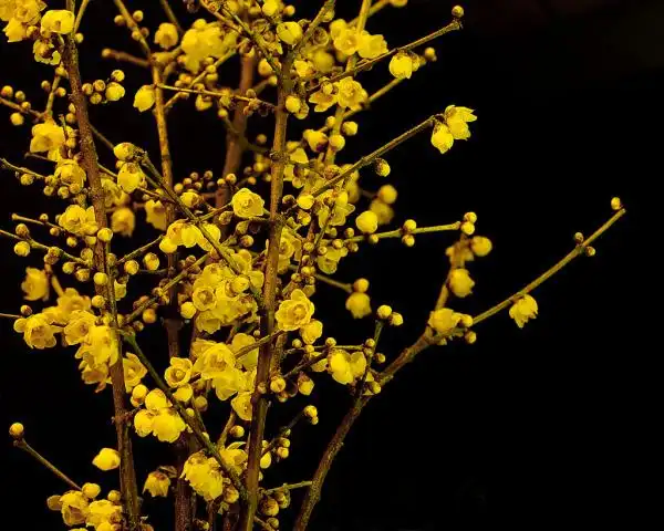 梅花图片大全大图唯美铁骨铮铮