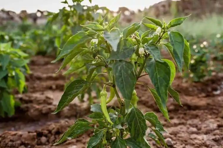 67辣椒秧能长成辣椒树,年年结辣椒,是真有其事,还是道听途说_植株