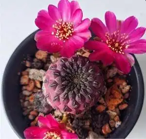 红丽丸巨象仙人球系列多肉植物阳台庭院办公桌盆栽全场满58包邮