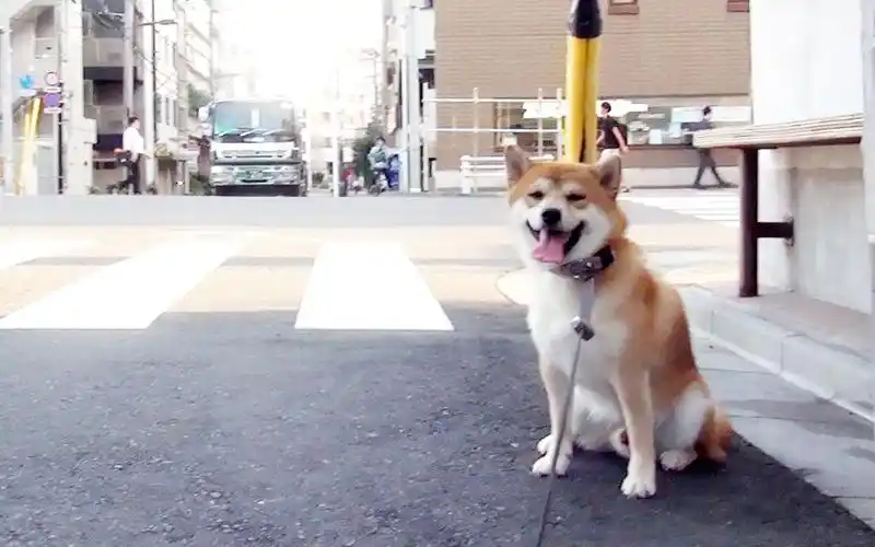 柴犬虾饺东京狗子图鉴蔵前kuramae