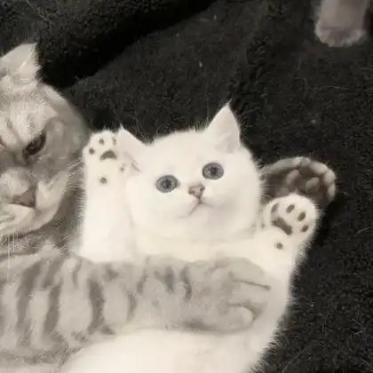 萌宠妻奴情侣头像,高清可爱超宠溺的老婆奴情头图片_情侣头像_头像屋