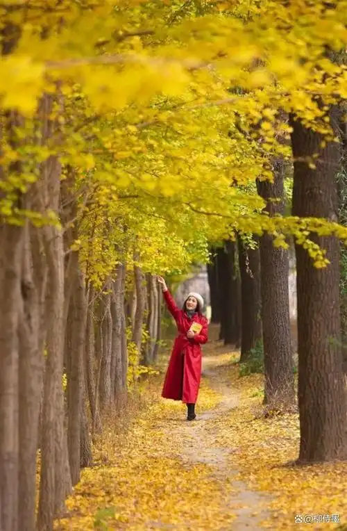 秋天风景人像拍照,这几招学会了,提升美感,展现气质