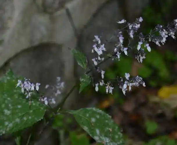 p>紫萼香茶菜(学名: i>isodon /i>  i>forrestii /i> (diels) kud  )