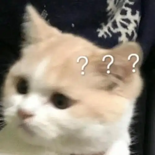 一些问号小猫表情包可爱又实用存