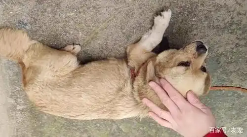 河南:狗肉车上救下的狗狗,再次给它套上牵引绳时,竟吓得直发抖