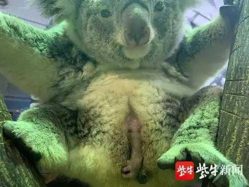 考拉小宝从妈妈的育儿袋里露爪