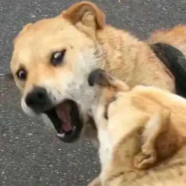 情侣头像搞笑逗比一对沙雕情头一左一右