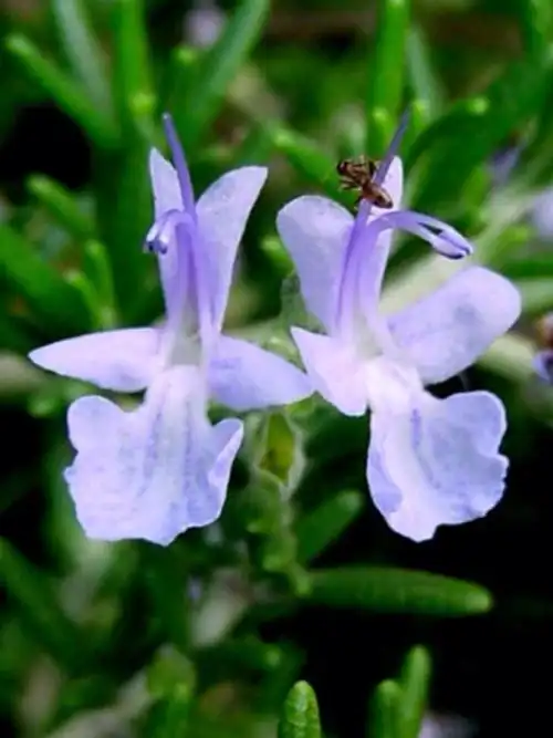 [迷迭香]----回忆不想忘记得过去,纪念