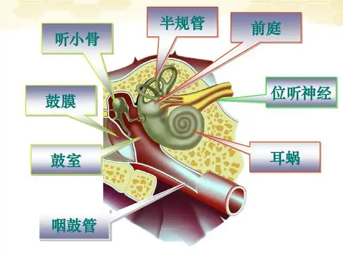 听小骨 半规管 前庭 鼓膜 位听神经 鼓室 耳蜗 咽鼓管