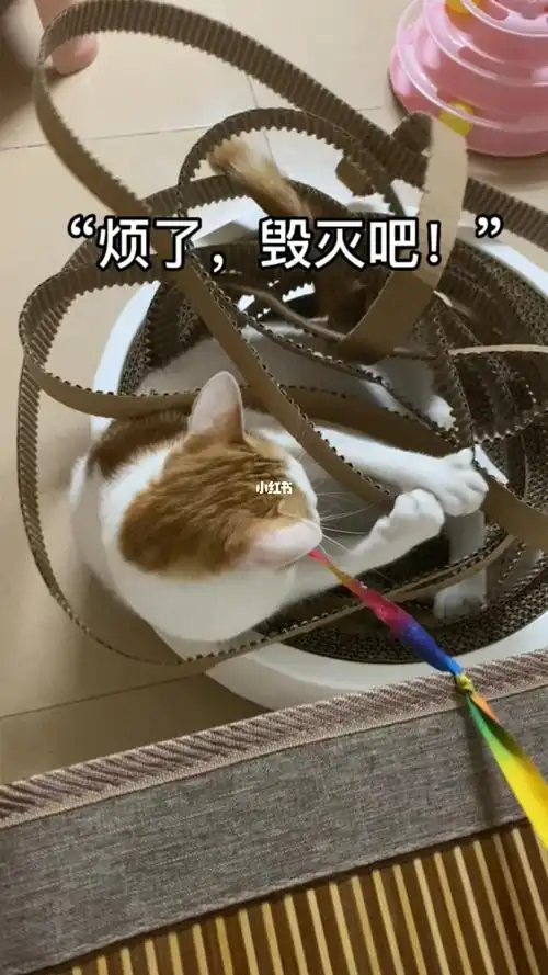 猫抓板烦了毁灭吧