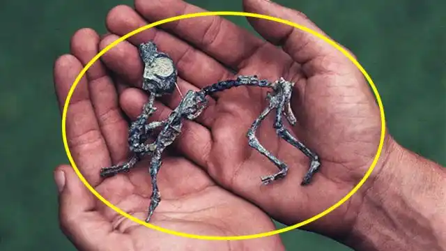 曾经被专家误认为最小的恐龙,一番调查后,专家都傻眼了!