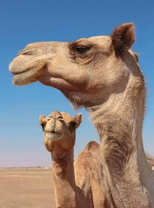 澳大利亚将射杀1万只骆驼:它们喝了太多的水,放的屁会加剧全球变暖